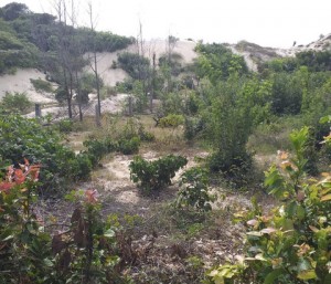 Một góc khu đất công 2,19ha bị bỏ hoang