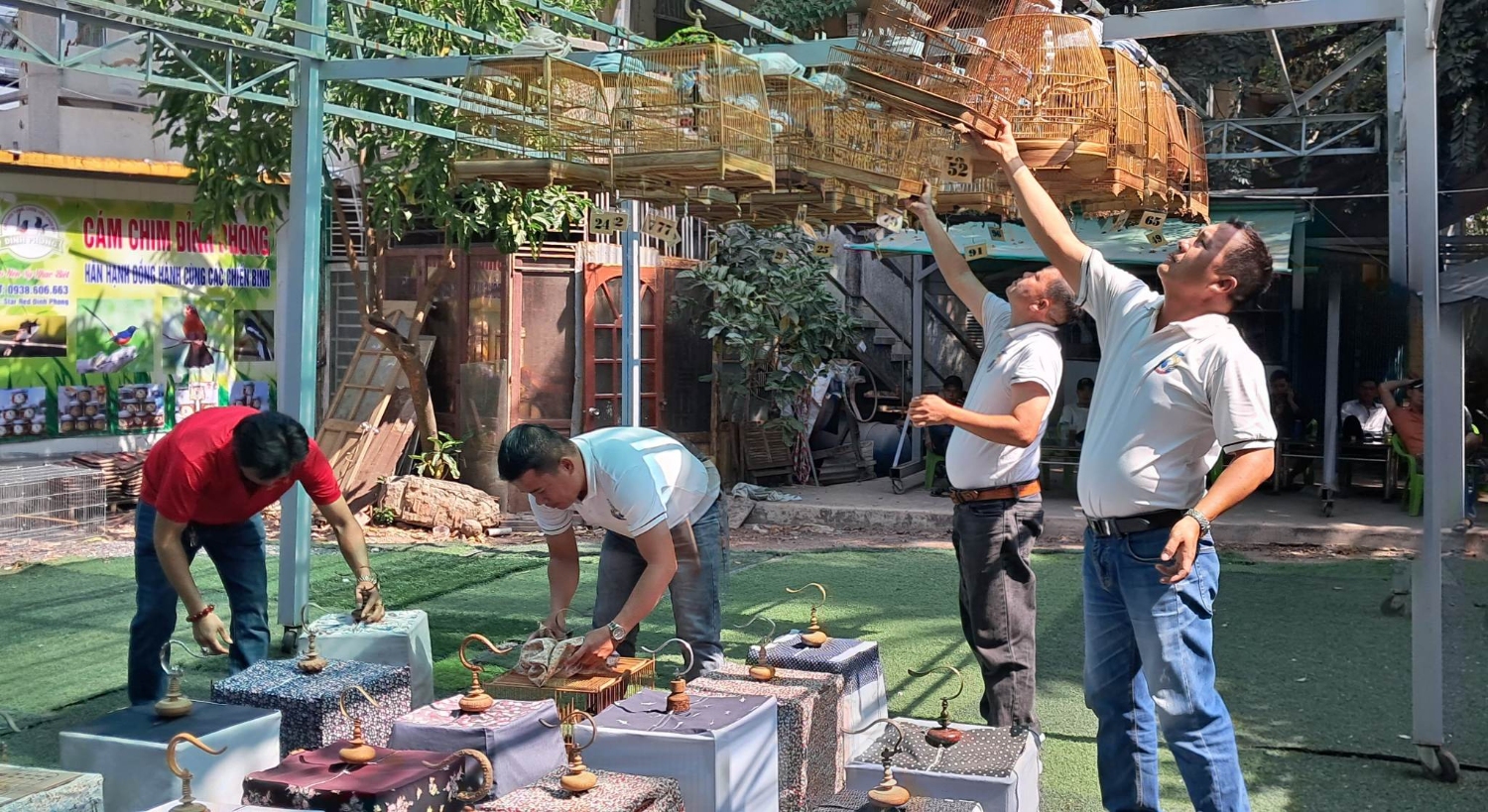 BTC và các trọng tài treo các lồng chim chuẩn bị thi đấu