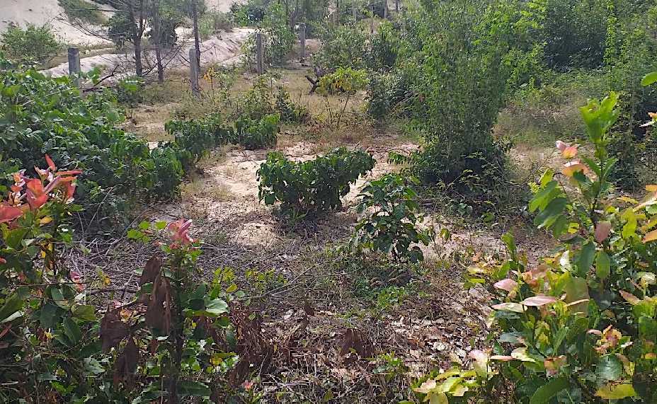 Một góc khu đất công 2,19ha